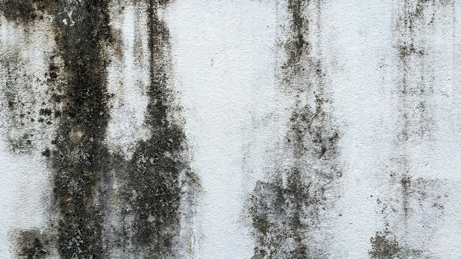 Mold After Water Damage: What to Know